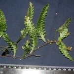 Trichomanes polypodioides Autre