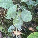 Circaea lutetiana Leaf