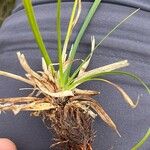 Carex sempervirens Likasa