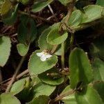 Vandellia diffusa Other