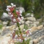 Erica verecunda Flor