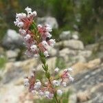 Erica verecunda Flower