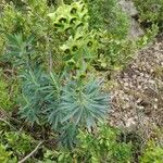 Euphorbia characias Folla