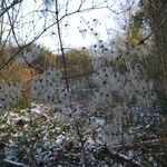 Clematis virginiana Habitat