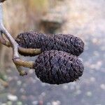 Alnus cordata Fruit