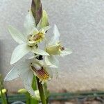 Bletilla striata Квітка