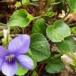 Viola riviniana पत्ता