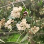 Baccharis salicina Çiçek