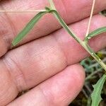 Lactuca viminea Feuille