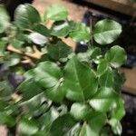 Ligustrum sinense List