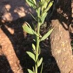 Osyris lanceolata Leaf