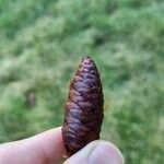 Picea omorika ഫലം