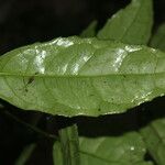 Mollinedia viridiflora Levél