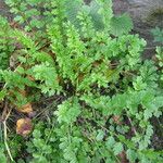 Cardamine impatiens Folla