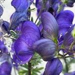 Aconitum variegatum Λουλούδι