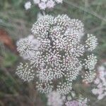 Seseli annuum Blüte