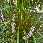 Liriope spicata Hostoa