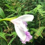 Sobralia cv. 'Mirabilis' Fleur