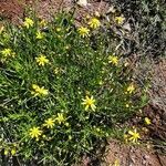 Senecio madagascariensis Vekstform