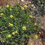 Senecio madagascariensis Alkat (teljes növény)