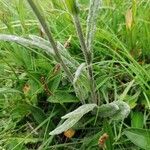 Tephroseris longifolia Leaf