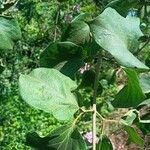 Fridericia chica Hoja