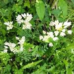 Allium massaessylum Fula