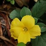 Reinwardtia indica Цветок