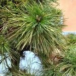 Pinus sibirica Blatt