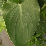 Canna x generalis Leaf