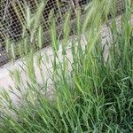 Hordeum murinum Plante entière