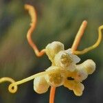 Cuscuta scandens Flor