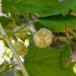 Urtica pilulifera Плід