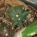 Echinocactus texensis Yaprak