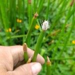 Eleocharis elegans Flower