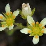 Saxifraga × patens