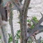 Cirsium vulgare Bark