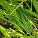 Stokesia laevis Leaf