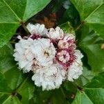 Clerodendrum chinenseBlomma