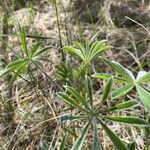 Lupinus argenteus Alkat (teljes növény)