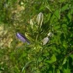 Campanula speciosa Flower