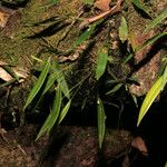 Pleurothallis discoidea Yeri