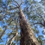 Eucalyptus brookeriana Rinde