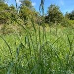 Elymus pungens Blatt