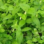 Symphytum tuberosum Hábito
