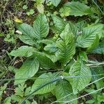 Elephantopus carolinianus Leaf