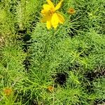 Coreopsis verticillataЛисток