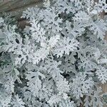 Jacobaea maritima Hábito