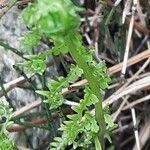 Thelypteris palustris 葉