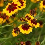 Coreopsis basalis Blüte